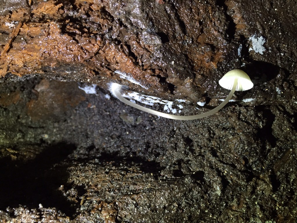A gravity defying, subterranean mushroom in the Ape Caves lava tubes.