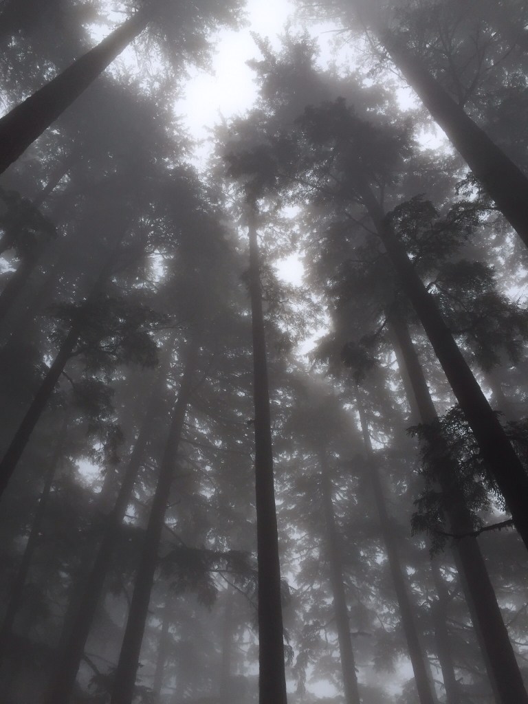 Taken with my iPhone, no editing whatsoever. Classic PNW forest views in the Olympic mountains.