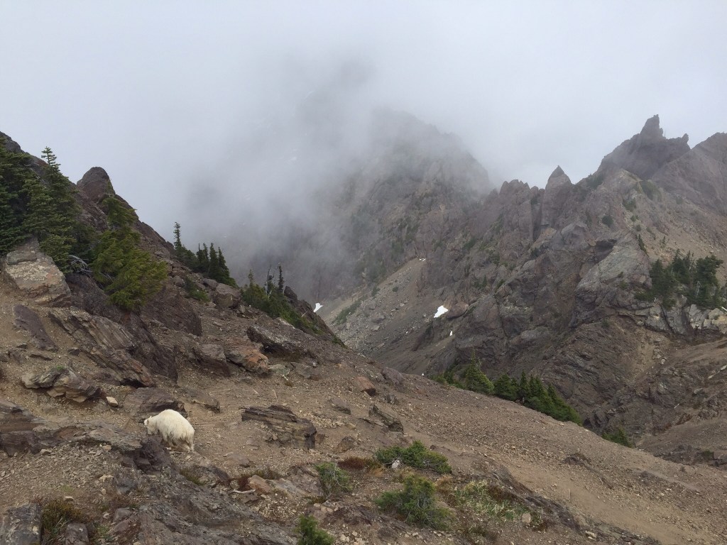Mordor with goats. (Mt. Elinor, Olympics)