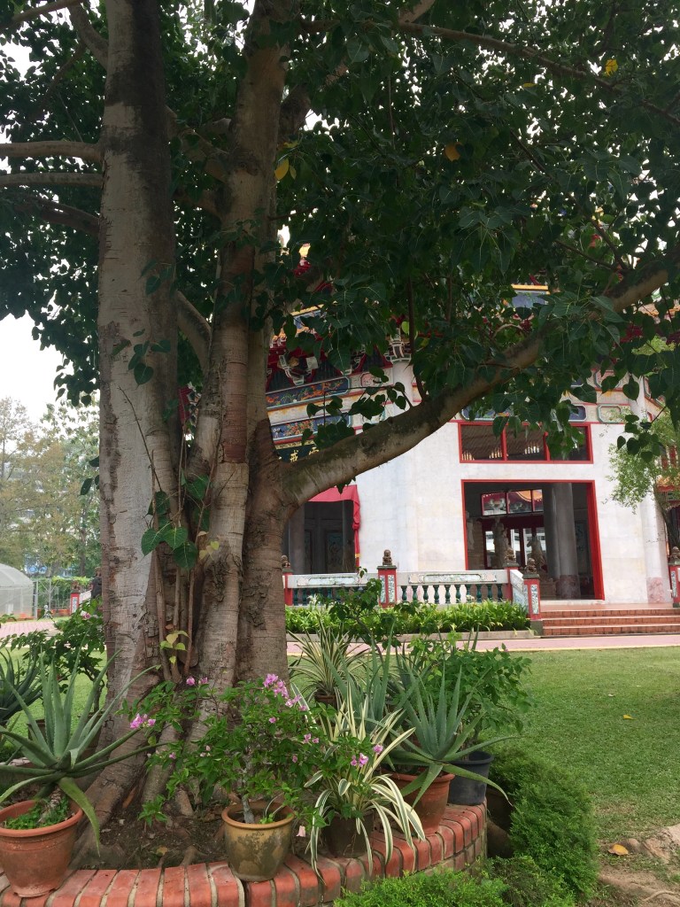 According to Buddhist historians and tradition, Prince Siddartha achieved enlightenment while sitting under a Bodhi tree in Bodh Gaya, India. This tree was grown from a sapling taken from the original. I, unfortunately, was unable to achieve any sort of enlightenment.