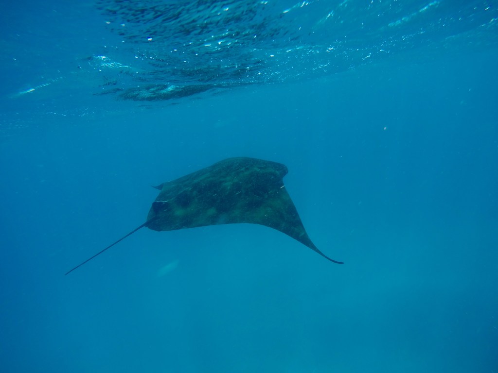 DCIM100GOPROGOPR0150.